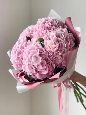 Hydrangea macrophylla pink, Гортензия крупнолистная розовая