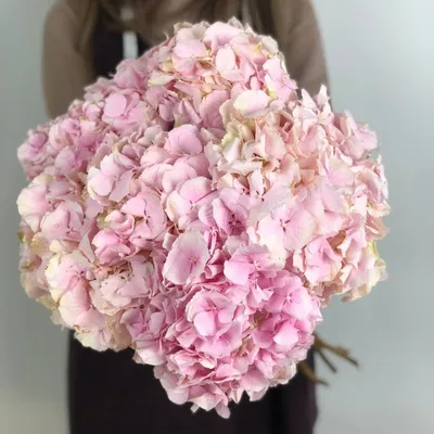 Гортензия Нежно-розовая - 700 руб, купить в Воронеже в магазине «Цветы  Экспресс»