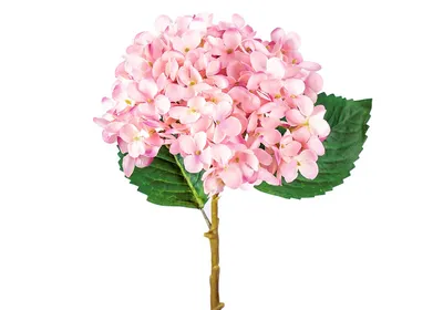Купить Гортензия белая и розовая в оформлении в Нижнем Новгороде