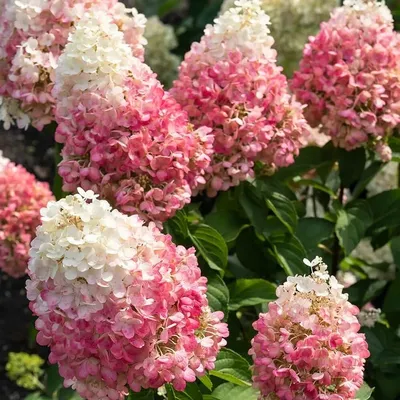 Гортензия Mini Penny Pink (Hydrangea Mini Penny Pink) ᐉ купить с доставкой  почтой по Украине в питомнике Биосад