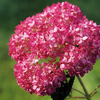 Гортензия метельчатая \"Tickled Pink\" купить в питомнике растений с  доставкой по Самаре и Самарской области, саженцы, выращивание, посадка и  уход