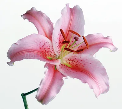 Купить Лилия нежно-розовая в Белокурихе за 350 руб. | Быстрая доставка  цветов