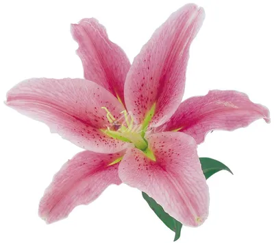 Купить «Лилия розовая», каталог «Лилии» в Королёве - «Ameli» - Интернет  магазин цветов в Королеве.