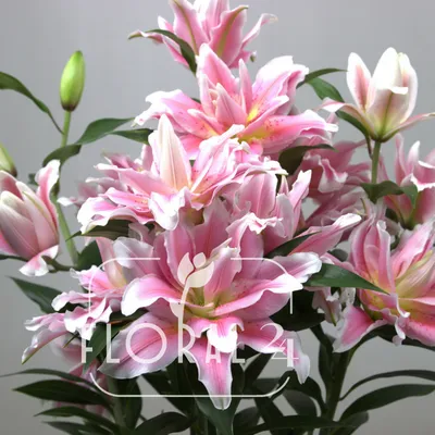 Лилия Донателло ветвь нежно-розовая с белым 30.0614173LPK – купить в Москве