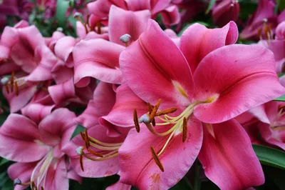 Купить «Лилия розовая» с доставкой в Сочи - «Floral24»