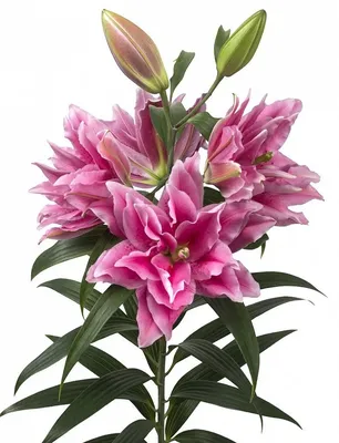 Купить «Лилия розовая» с доставкой в Туле - «Марта»