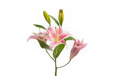 Розовая лилия стоковое изображение. изображение насчитывающей чувствительно  - 26208263