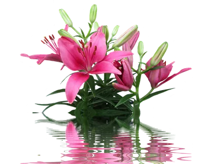 Куст с цветами лилии (9 бутонов) - Бело-розовый