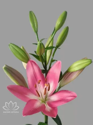 Букет из розовых лилий купить в Калининграде, цена с доставкой | Цветы  Голландии