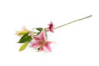 Купить «Лилия махровая розовая» с доставкой в Туле - «Марта»