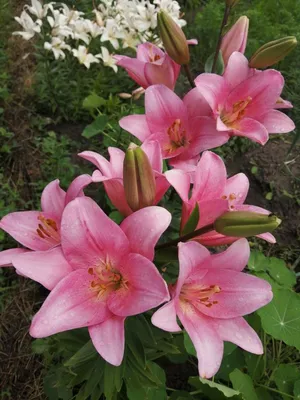 Моя розовая лилия, мой сибирский сад | Flowers, My flower, Plants