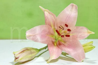 Красивая розовая лилия в саде Стоковое Изображение - изображение  насчитывающей фе, имена: 69925211