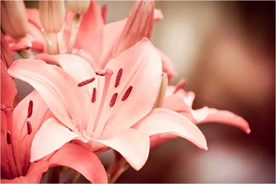 Розовая лилия фото фотографии