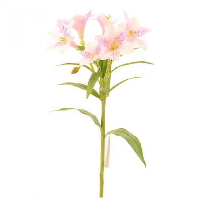 Розовая лилия | Plants, Garden