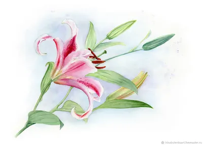 Розовая лилия с бабочкой стоковое фото. изображение насчитывающей старт -  91980770