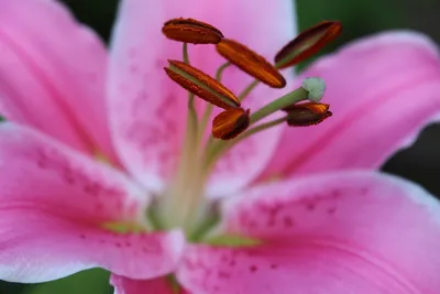 Лилия розовая в горшке