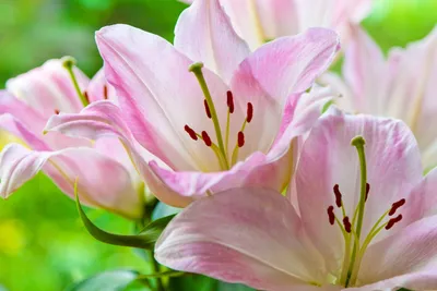 Розовая Лилия Цветок — стоковые фотографии и другие картинки Абстрактный -  Абстрактный, Без людей, Ботаника - iStock