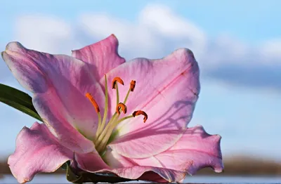Лилия \"Morpho Pink\" (Морфо Пинк) - Саженцы лилий - купить недорого лилии в  Москве в интернет-магазине Сад вашей мечты