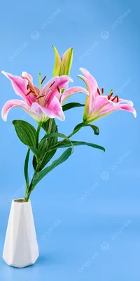 Лилия \"Pink Brush\" (Пинк Браш) - Саженцы лилий - купить недорого лилии в  Москве в интернет-магазине Сад вашей мечты