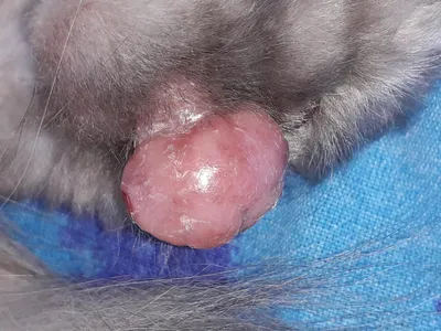 Розовая шишка на лапе у собаки фото фотографии