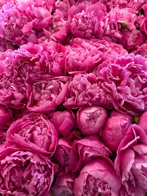 Розовые пионы (71 фото) - 71 фото