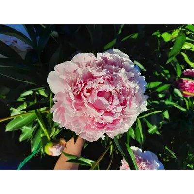 Пионы | Leto Flowers – цветочный сервис | Дзен