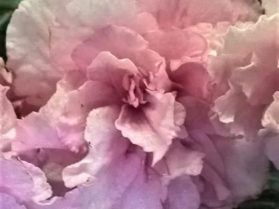 Сухоцветы цветы Фиалки розовые