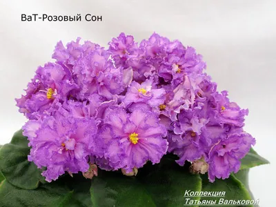 Центр Фиалки - Фиалка ЛФ-Розовый Мусс (Л. Федосеева).  #VDNH#flowers#ВДНХ#цветы#ЦентрФиалки#CentrFialki#violet#senpolia#фиалки#стрептокарпус#streptocarpus#сортовыефиалки#орхидея#orchid#люблюфиалки#люблюцветы#люблютебя#хобби#hobby  | Facebook