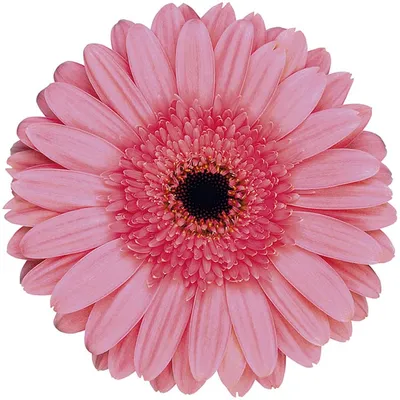 Купить розовые герберы оптом в СПб ✿ Оптовая цветочная компания СПУТНИК