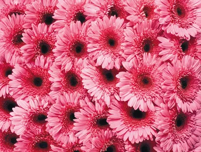 Цветы розовые герберы купить в Москве по цене 3390₽ | Арт. 105-251