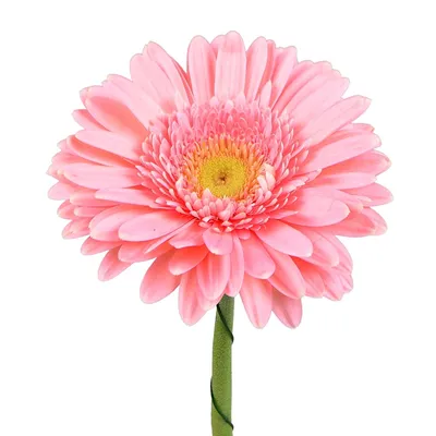 21 розовая гербера - купить в Москве по цене 4290 р - Magic Flower
