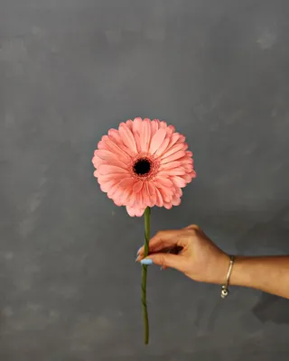 Розовые герберы — Цветы СПб