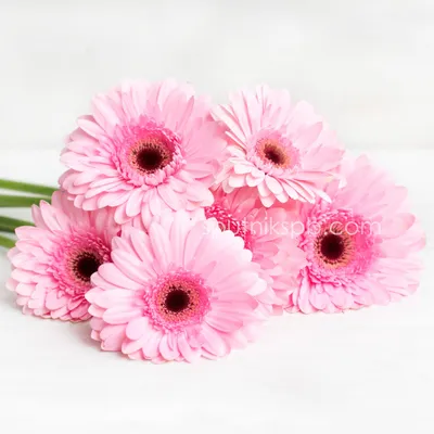 Гербера розовая – купить в Находке с доставкой по низкой цене в цветочном  салоне Леди Роуз