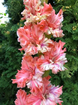 Gladiolus 'Red Riding Hood' | Экзотические цветы, Гладиолусы, Композиции  цветников