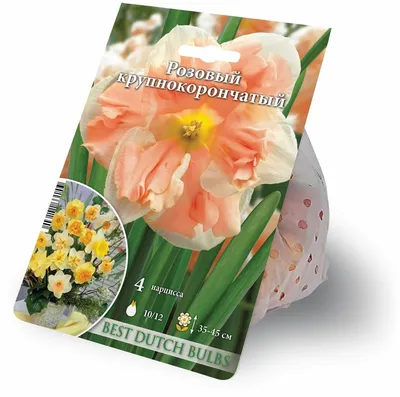 Нарцисс орхидный Распберри Крем Blooming Life купить недорого в  интернет-магазине товаров для сада Бауцентр