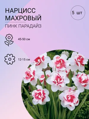 Нарцисс Розовый крупнокорончатый 4 луковицы 10/12 — купить в  интернет-магазине по низкой цене на Яндекс Маркете