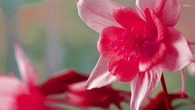 Нарцисс белый с розовой средней коронкой Нарциссы Интернет магазин Садовая  лавка, товары для садоводов