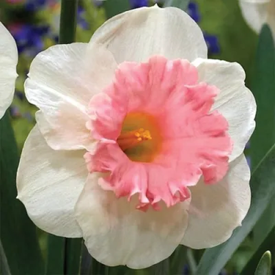 нарциссы с розовой короной. Стоковое Изображение - изображение  насчитывающей нарцисс, сад: 219253045
