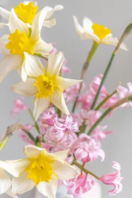 Купить цветы искусственные весенние нарциссы розовый и фиолетовый набор 2  куста, 40 см для декора, для кладбища по выгодной цене в интернет-магазине  OZON.ru (900119040)