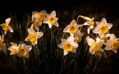 Белый нарцисс с розовой короной Narcissus 'Liebeslied' Stock Photo | Adobe  Stock