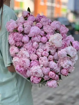Розовые пионы 101 — Kievflower - Доставка цветов