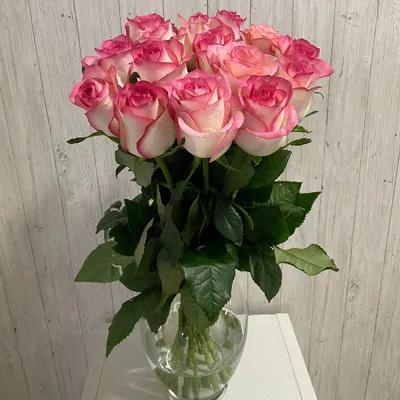 Розовые розы картинки фотографии