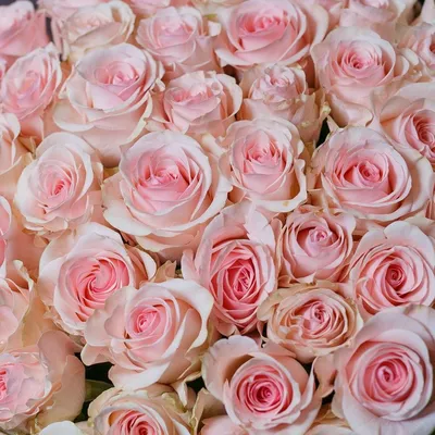 Розовые розы (Эквадор), сорт \"Пинк Флойд\", \"Готча\" - магазин \"Свежие розы  Пермь\"