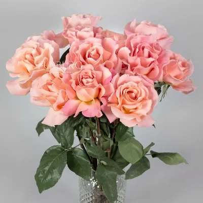 Розовые розы (Эквадор, Голландия) Revival, Aqua, Engagement, Titanic,  Hermosa