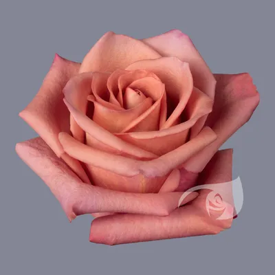 Купить букет из 17 ярко розовый роз сорта лола 60см и 10 нежно розовых  фрутетто, цены на Мегамаркет | Артикул: 600005893551