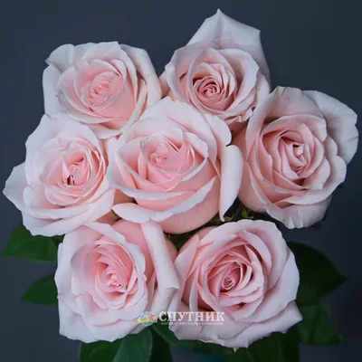 Купить 25 нежно-розовых роз сорта Frutetto с оформлением в Томске -  доставка цветов МАКИ