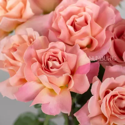 Композиция из 19 розовых розочек сорта Аква (Голландия) - Доставкой цветов  в Москве! 21014 товаров! Цены от 487 руб. Цветы Тут