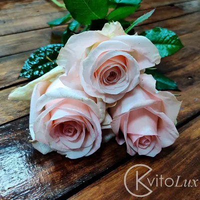 15 розовых роз Эквадор (70 cm) - Lillelett