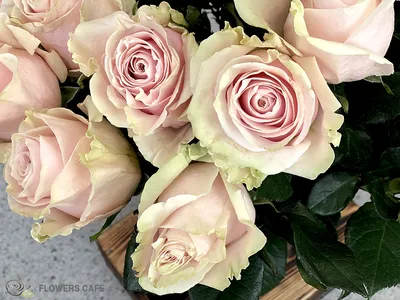 Букеты с доставкой Киев, Купить розовые розы в магазине Лепестки