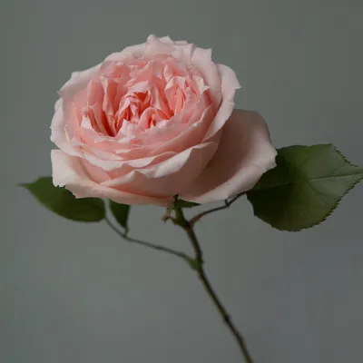 Купить шикарные розовые розы Пинк Аваланш! - Пермь. Круглосуточная доставка  букетов